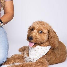 Aussiedoodles, Golden Aussiedoodles, and Goldendoodles from Miami Mini Doodles