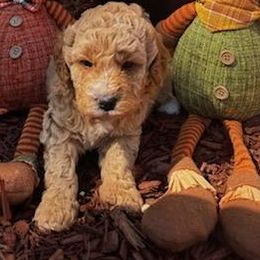 Sookie - Parti female Goldendoodle puppy in Home, Pennsylvania from Plum Creek Acres Next Generation