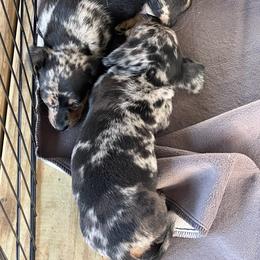 Dachshund Puppies from Witchy Woman’s Wiener’s