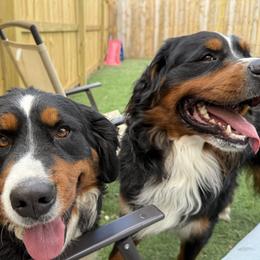 Bernese Mountain Dog puppies from Jena's Blissful Bernese Mountain Dogs