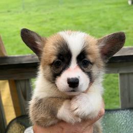 Stars - Sable female Pembroke Welsh Corgi puppy in Nevada, Iowa from Rogers AKC Corgis of Iowa.