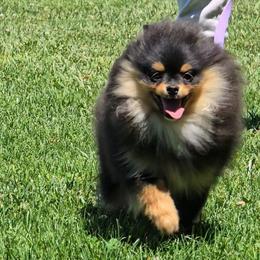 Prada - Black and tan female Pomeranian puppy in Los Angeles, California from Pommies of LA