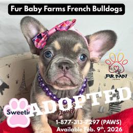 Sweetie - Tricolors female French Bulldog puppy in Michigan from Fur Baby Farms