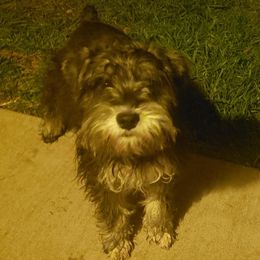 Miniature Schnauzers from Napier Hill Kennels