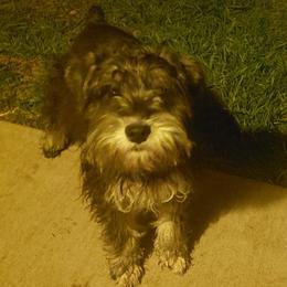 Miniature Schnauzers from Napier Hill Kennels
