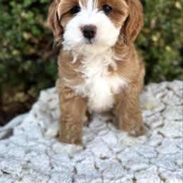 Australian Labradoodle puppies from West Valley Labradoodles