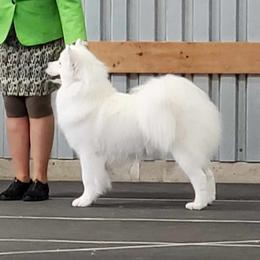 Samoyeds from Lynn Hunkins