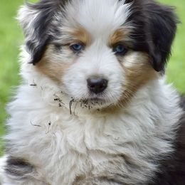 Australian Shepherd and Miniature American Shepherd Puppies from Bright Heart Aussies & Miniature American Shepherds