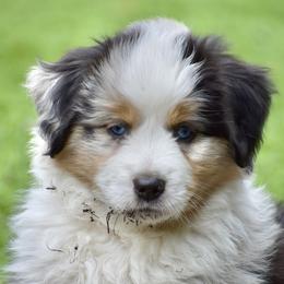 Australian Shepherd and Miniature American Shepherd Puppies from Bright Heart Aussies & Miniature American Shepherds