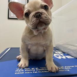 French Bulldog Puppies from Royal velvet frenchies