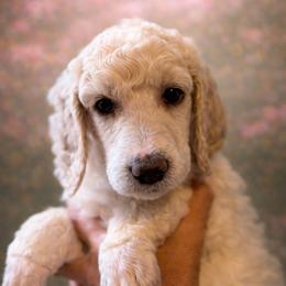 Vivian - Parti female Poodle puppy in Washington, Pennsylvania from Patriotic Poodles