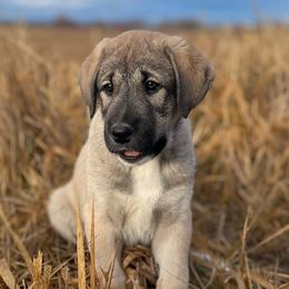Chestnut Boy - Fawn male Anatolian Shepherd Dog puppy in Kalispell, Montana from Wild Rooster Family Farm (AKC Anatolians OFA Hips Tested)