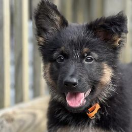 German Shepherds from Shepherd Country Farm and Kennels