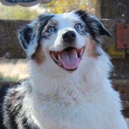 Athena - Australian Shepherd