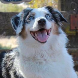 Athena - Australian Shepherd