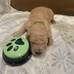 Noah - Apricot male Poodle puppy in Mobile, Alabama from Semmy’s Standard Poodle LLC