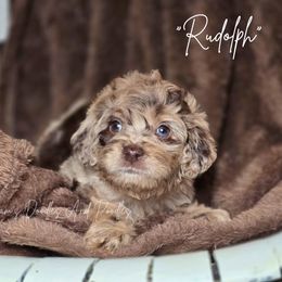 Rudolph - Merle male Cockapoo puppy in Cleveland, Georgia from Jam's Doodles And Poodles