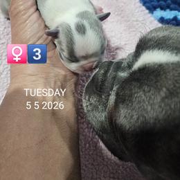 5th born is Girl 3 - Blue female Boston Terrier puppy in Versailles, Indiana from Benhams Bostons