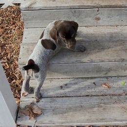 German Shorthaired Pointer Puppies from Stoney Fork German Shorthaired Pointers