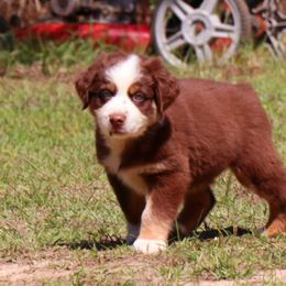Miniature Australian Shepherd Puppies from AussiesRus