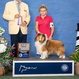 Mick - Shetland Sheepdog