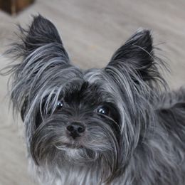 Yorkshire Terriers from Madame Yorkie