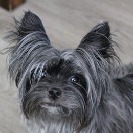 Yorkshire Terriers from Madame Yorkie