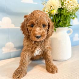 Woody - Red male Australian Labradoodle puppy in Palmdale, California from Pixie Doodle Paws