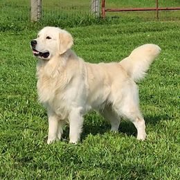 Oskar - Golden Retriever