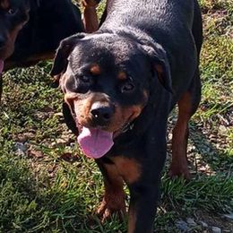 Rottweilers from Katrina McElroy