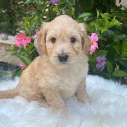 Vela - Cream female Goldendoodle puppy in The Woodlands, Texas from Gracie's Goldendoodles and Bernedoodles
