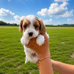 Aussiedoodle, Bernedoodle, Cavapoo, and Goldendoodle Puppies from Haas Pawz