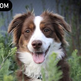 Jingles - Miniature Australian Shepherd