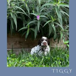Girl 3 - Brown roan female Lagotto Romagnolo puppy in Salida, California from Harper's Lagotti
