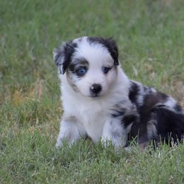 Toy Australian Shepherd Puppies from Rafter O Mini and Toy Aussies