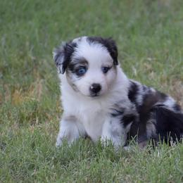 Toy Australian Shepherd Puppies from Rafter O Mini and Toy Aussies