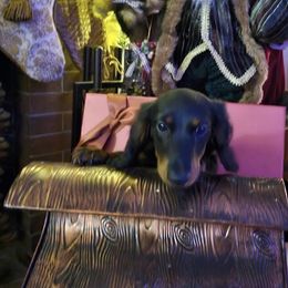 Collin - Black and tan male Dachshund puppy in Hobart, Indiana from Cogsworth Cromwell Dachshunds of NW Indiana