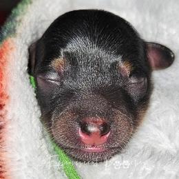 Green Boy - Blue and tan male Yorkipoo puppy in Coolidge, Arizona from Effervescent-Pooches