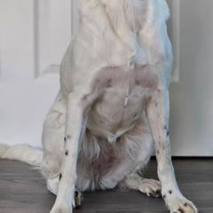 Drentsche Patrijshond All Grown Up from Meliora Drentsche Patrijshonden