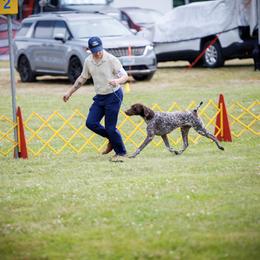 German Shorthaired Pointer All Grown Up from Windward German Shorthaired Pointers