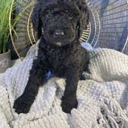 Labradoodle Puppies from Honey Doodle Farm