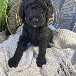 Labradoodle Puppies from Honey Doodle Farm