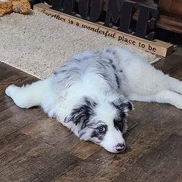 Border Collies from The George's dogs and puppies