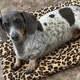 Bling - Dachshund
