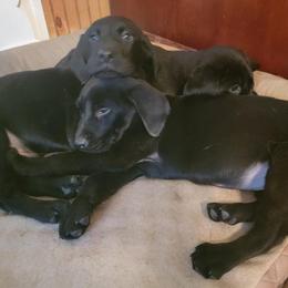 Labrador Retriever Puppies from Buffalo Valley Breeders