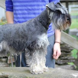 Oscar - Miniature Schnauzer