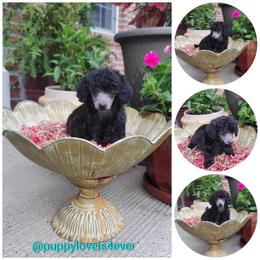 Poodle Puppies from Puppy Love 4ever
