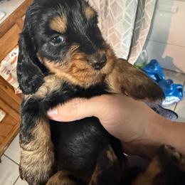Akc Dory - Black and tan female Dachshund puppy in Erie, Michigan from Champagne’s Grinch Toe’d Dachshunds