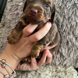 Dachshund and French Bulldog Puppies from Trust Fund Devil Kennel
