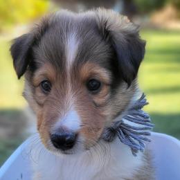 Shetland Sheepdogs from Keri Koch